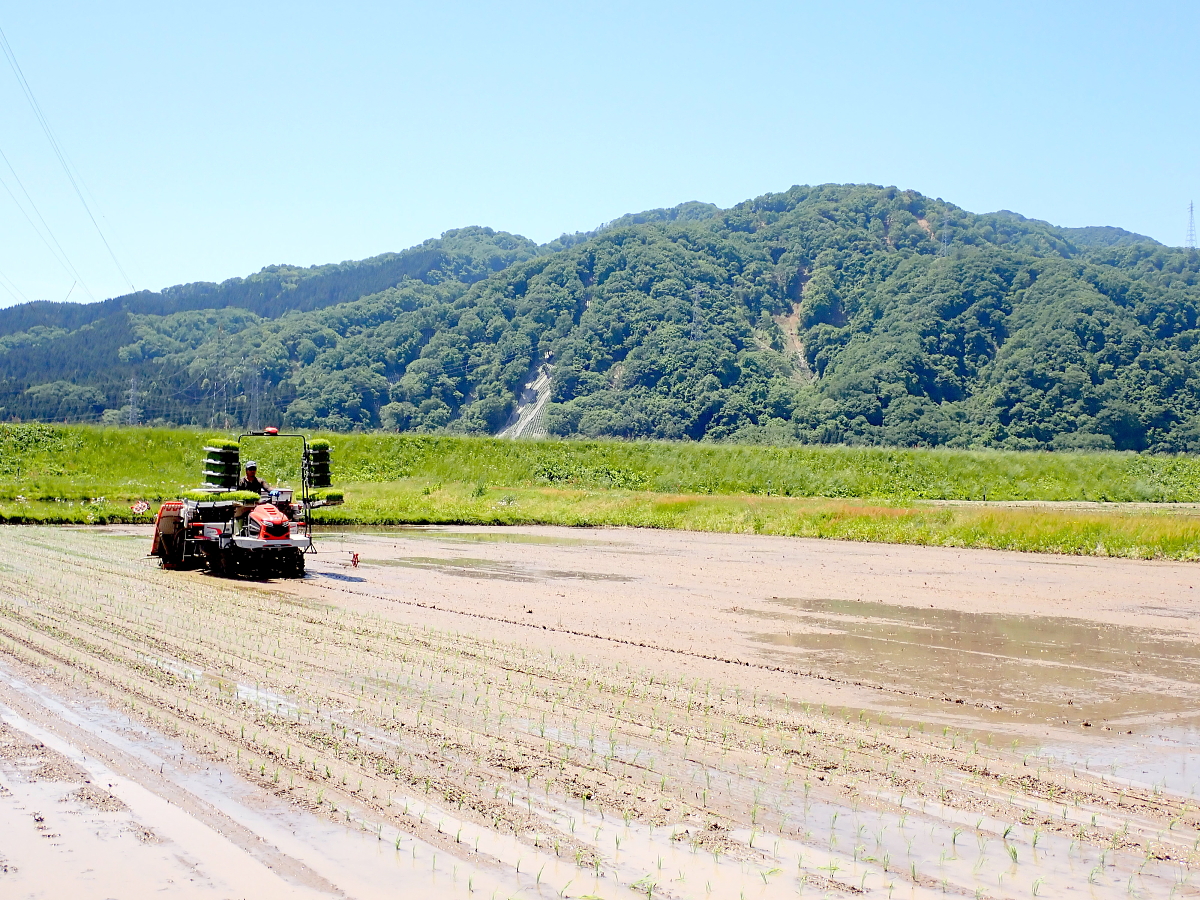 田植え 2024.5.22