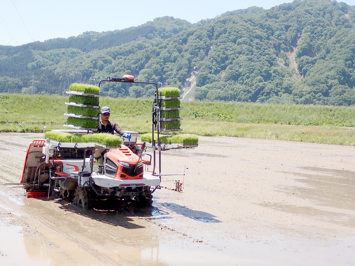 田植え 2024.5.22