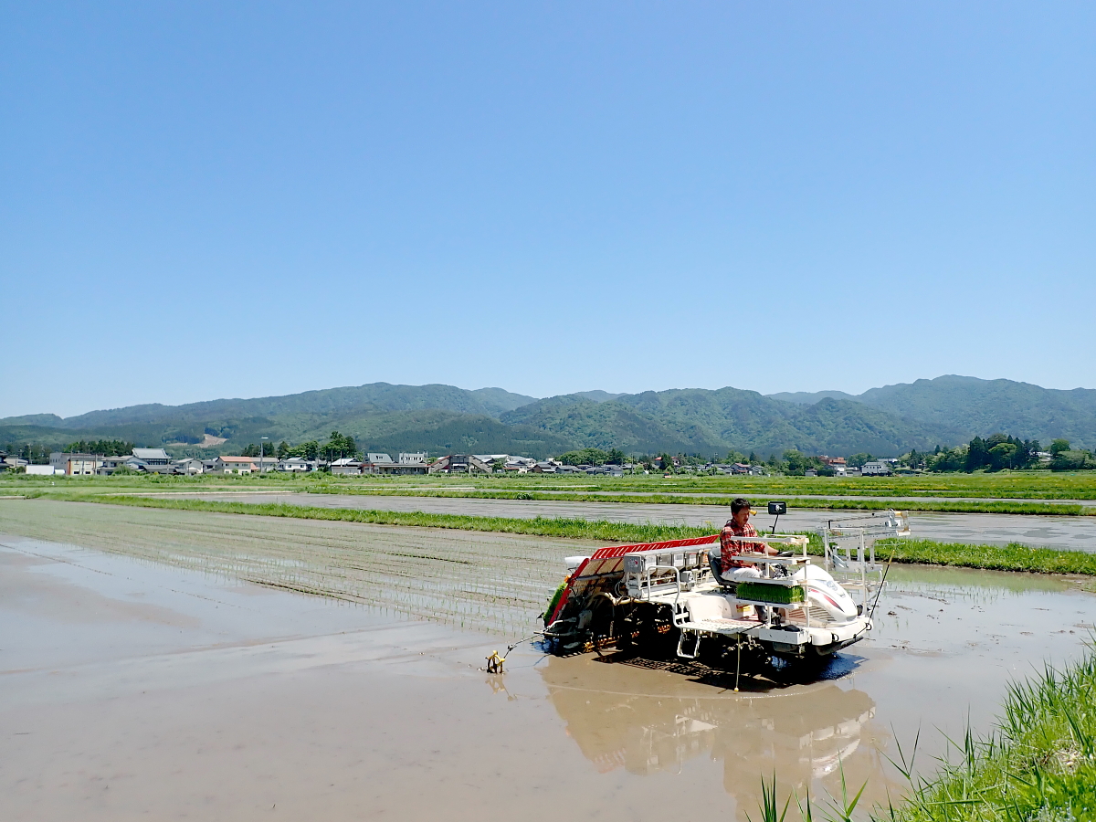 田植え 2024.5.22