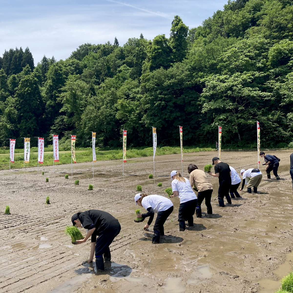 田植え体験 2024.5.26