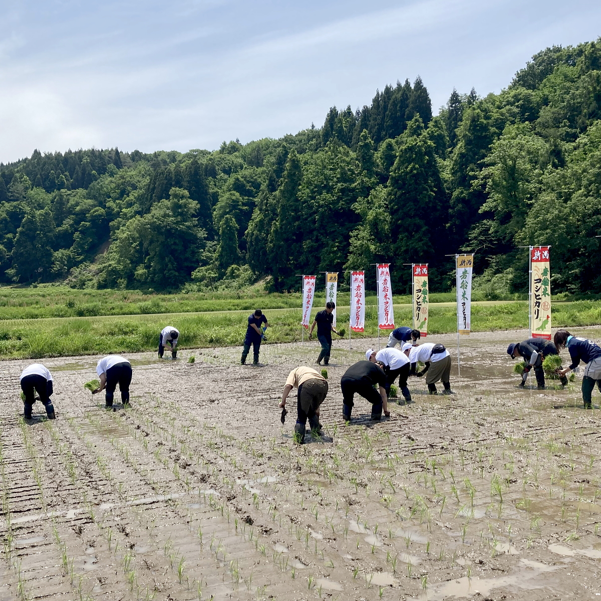 田植え体験 2024.5.26